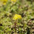 Rozchodník 'Czar's Gold' - Sedum hybridum 'Czar's Gold'