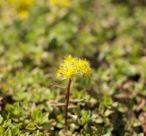 Rozchodník 'Czar's Gold' - Sedum hybridum 'Czar's Gold'