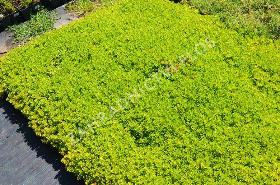 Rozchodník 'Czar's Gold' - Sedum hybridum 'Czar's Gold'