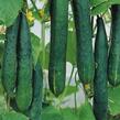 Okurka salátová - mini hadovka 'Tasty Green' F1 - Cucumis sativus 'Tasty Green' F1