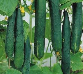 Okurka salátová - mini hadovka 'Tasty Green' F1