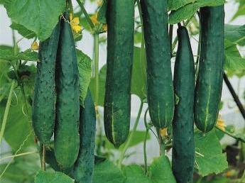 Okurka salátová - mini hadovka 'Tasty Green' F1