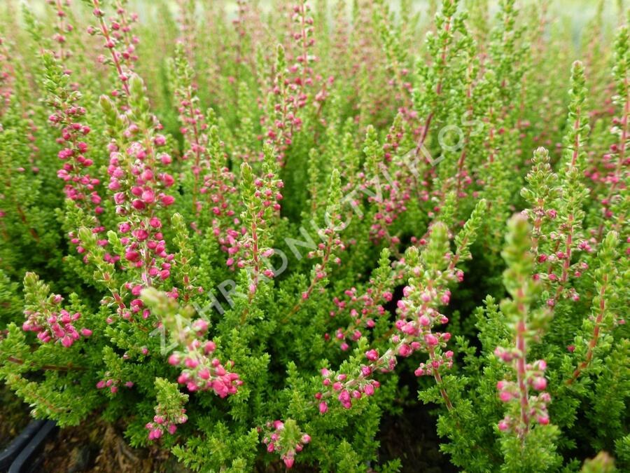 Vřes obecný 'Dark Beauty' - Calluna vulgaris 'Dark Beauty'