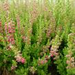 Vřes obecný 'Dark Beauty' - Calluna vulgaris 'Dark Beauty'