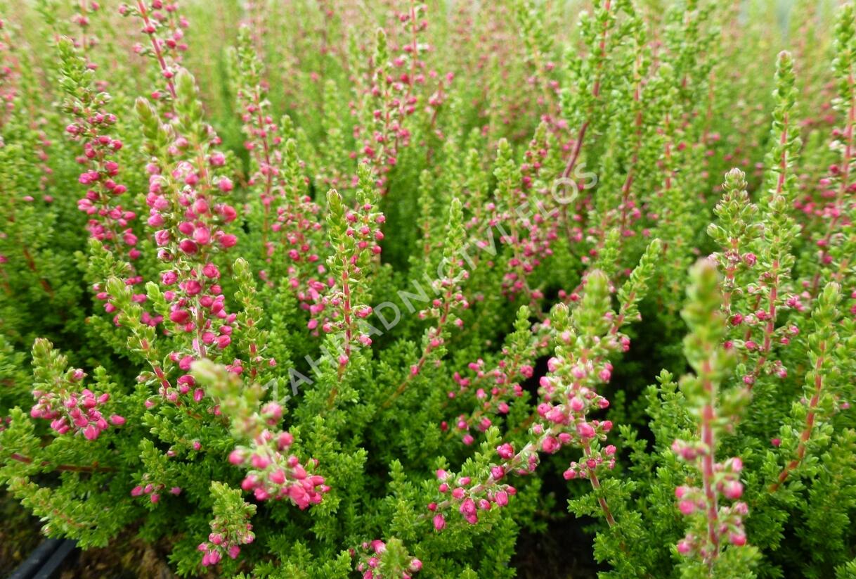 Vřes obecný 'Dark Beauty' - Calluna vulgaris 'Dark Beauty'