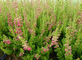 Vřes obecný 'Dark Beauty' - Calluna vulgaris 'Dark Beauty'