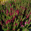 Vřes obecný 'Dark Beauty' - Calluna vulgaris 'Dark Beauty'