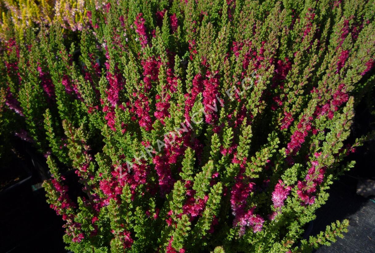 Vřes obecný 'Dark Beauty' - Calluna vulgaris 'Dark Beauty'