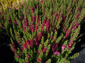 Vřes obecný 'Dark Beauty' - Calluna vulgaris 'Dark Beauty'