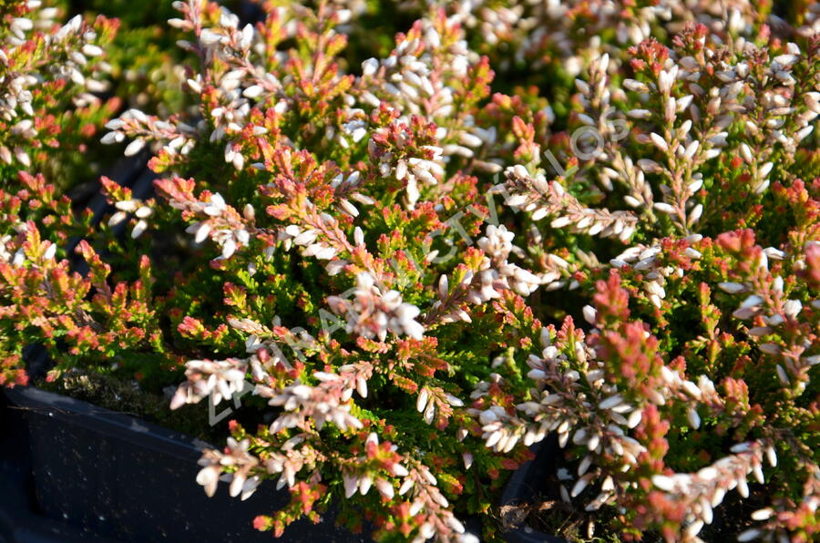 Vřes obecný 'Bonita' - Calluna vulgaris 'Bonita'