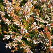 Vřes obecný 'Bonita' - Calluna vulgaris 'Bonita'