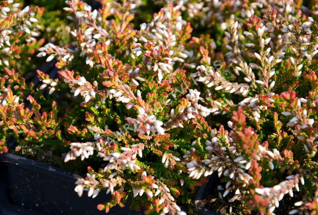 Vřes obecný 'Bonita' - Calluna vulgaris 'Bonita'