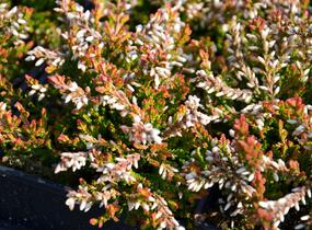 Vřes obecný 'Bonita' - Calluna vulgaris 'Bonita'