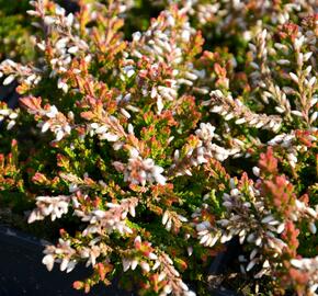 Vřes obecný 'Bonita' - Calluna vulgaris 'Bonita'