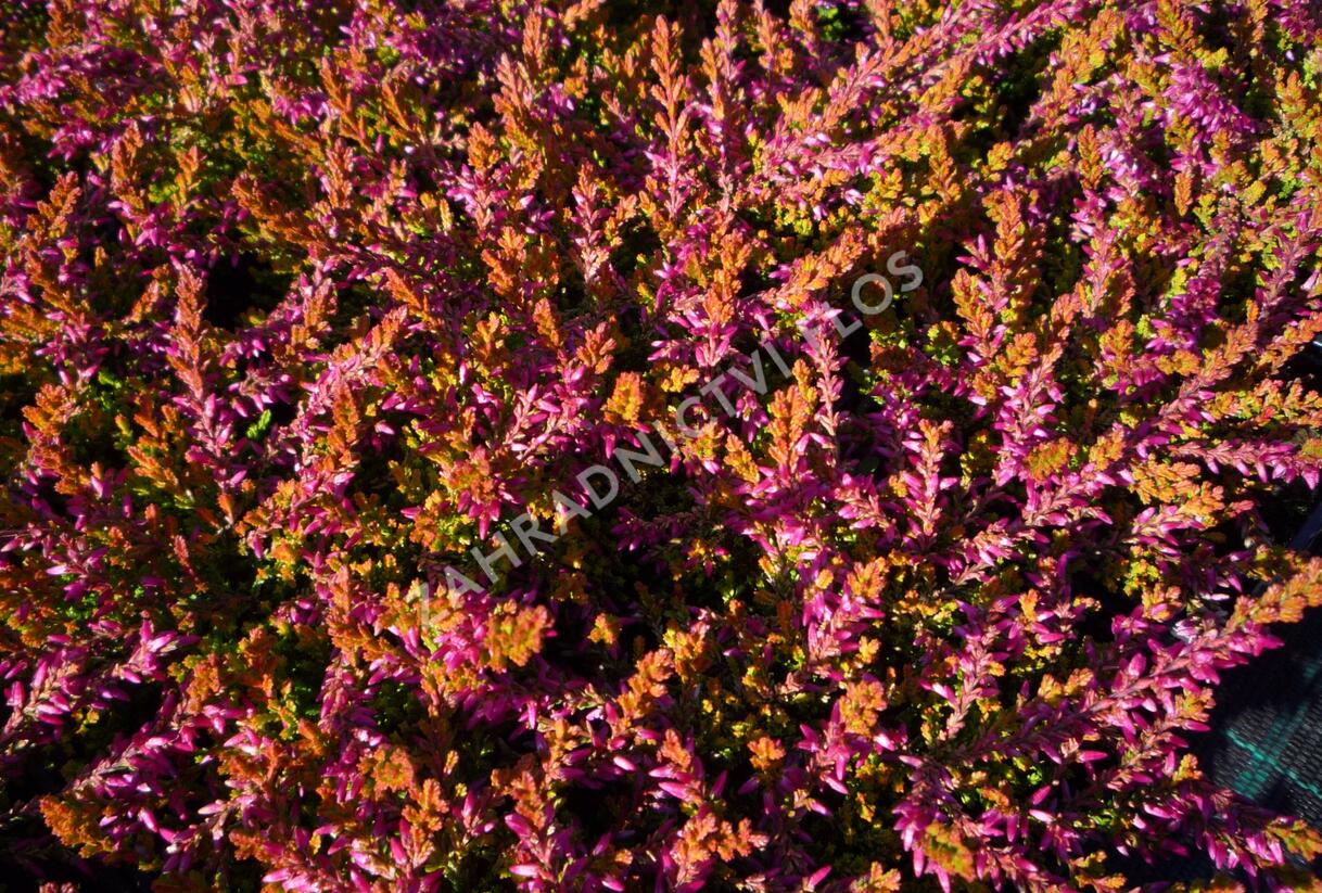 Vřes obecný 'Bonita' - Calluna vulgaris 'Bonita'