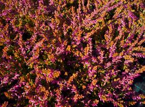 Vřes obecný 'Bonita' - Calluna vulgaris 'Bonita'