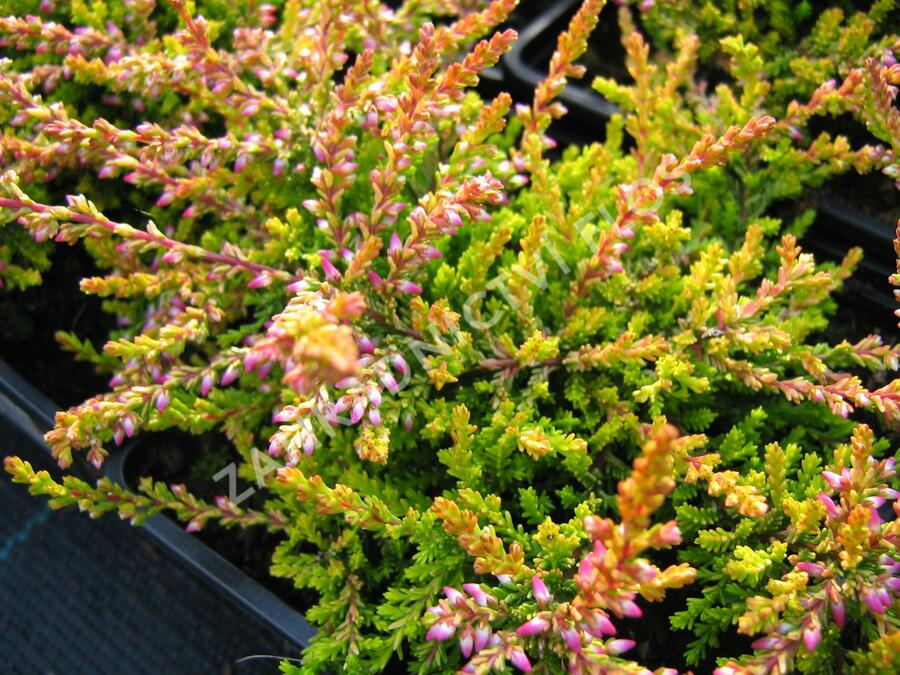 Vřes obecný 'Bonita' - Calluna vulgaris 'Bonita'