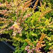 Vřes obecný 'Bonita' - Calluna vulgaris 'Bonita'