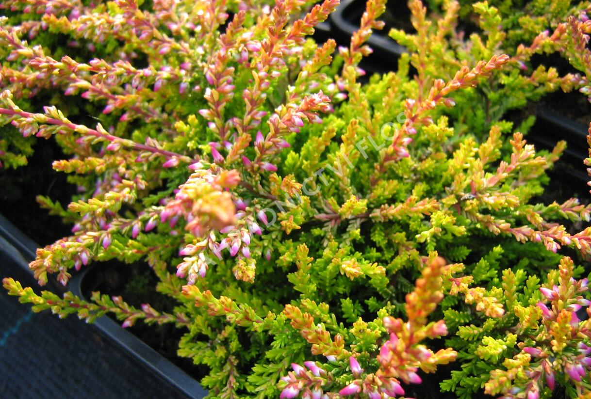 Vřes obecný 'Bonita' - Calluna vulgaris 'Bonita'