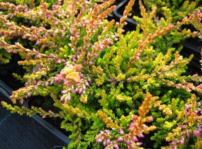 Vřes obecný 'Bonita' - Calluna vulgaris 'Bonita'
