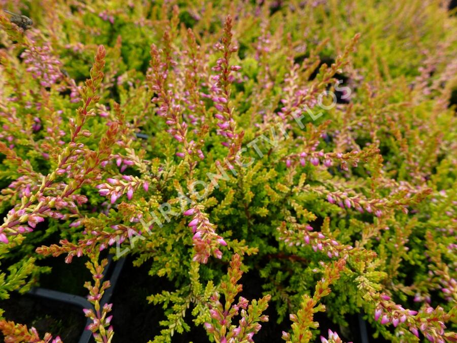 Vřes obecný 'Bonita' - Calluna vulgaris 'Bonita'