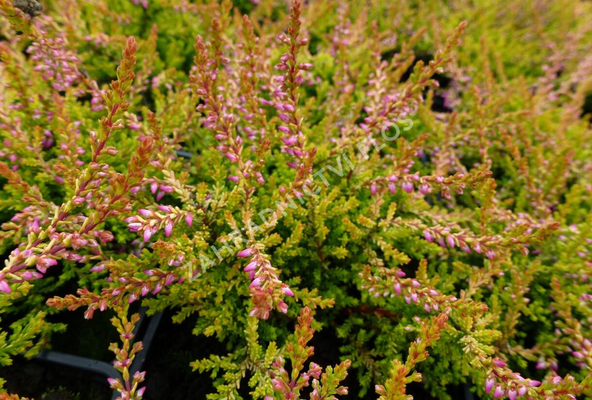 Vřes obecný 'Bonita' - Calluna vulgaris 'Bonita'