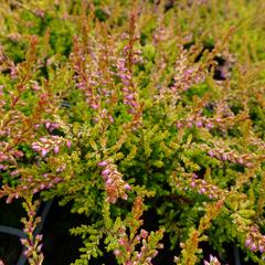 Vřes obecný 'Bonita' - Calluna vulgaris 'Bonita'