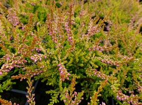 Vřes obecný 'Bonita' - Calluna vulgaris 'Bonita'