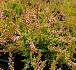 Vřes obecný 'Bonita' - Calluna vulgaris 'Bonita'
