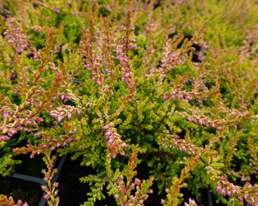 Vřes obecný 'Bonita'