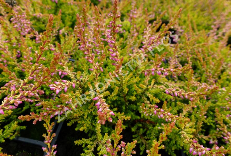 Vřes obecný 'Bonita' - Calluna vulgaris 'Bonita'