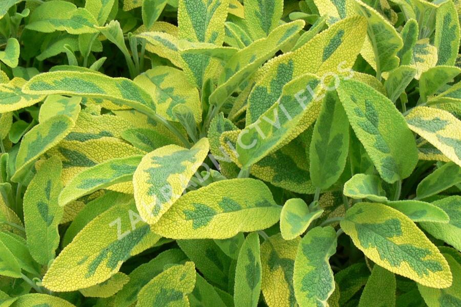 Šalvěj lékařská 'Icterina' - Salvia officinalis 'Icterina'