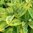 Šalvěj lékařská 'Icterina' - Salvia officinalis 'Icterina'