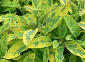 Šalvěj lékařská 'Icterina' - Salvia officinalis 'Icterina'
