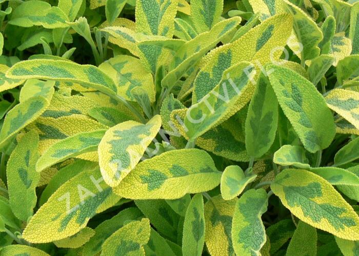 Šalvěj lékařská 'Icterina' - Salvia officinalis 'Icterina'