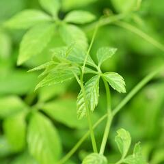 Ženšen pětilistý 'Jiaogulan' - Gynostemma pentaphyllum 'Jiaogulan'