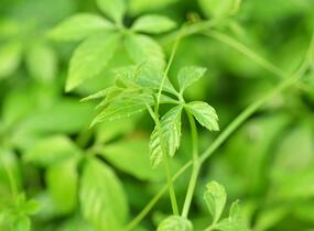Ženšen pětilistý 'Jiaogulan' - Gynostemma pentaphyllum 'Jiaogulan'