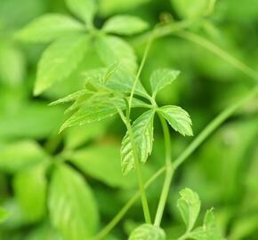 Ženšen pětilistý 'Jiaogulan' - Gynostemma pentaphyllum 'Jiaogulan'