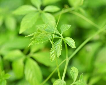 Ženšen pětilistý 'Jiaogulan'