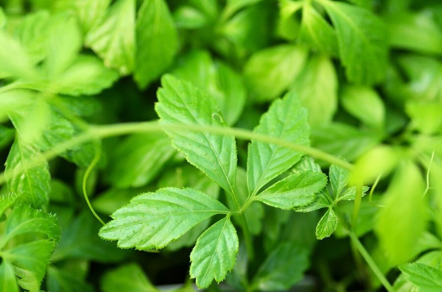 Ženšen pětilistý 'Jiaogulan' - Gynostemma pentaphyllum 'Jiaogulan'