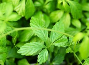 Ženšen pětilistý 'Jiaogulan' - Gynostemma pentaphyllum 'Jiaogulan'