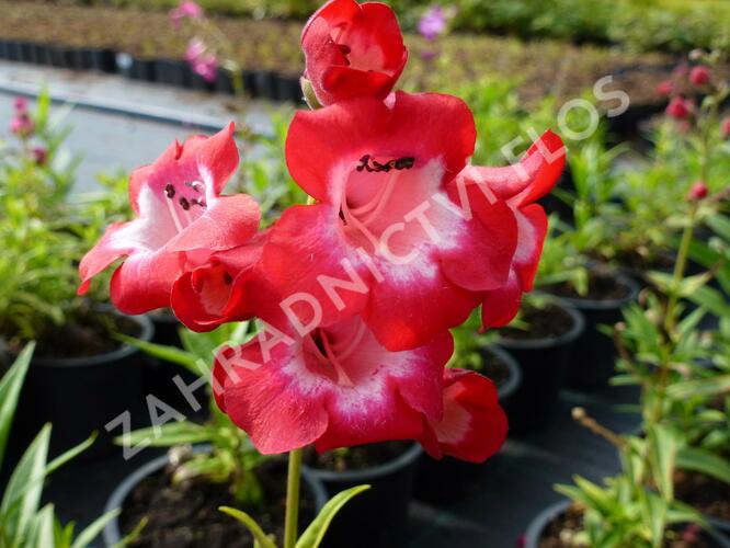 Dračík 'Picotee' - Penstemon hartwegii 'Picotee'