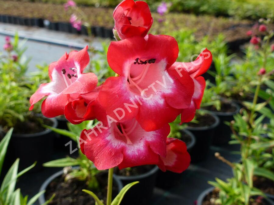 Dračík 'Picotee' - Penstemon hartwegii 'Picotee'