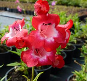 Dračík 'Picotee' - Penstemon hartwegii 'Picotee'