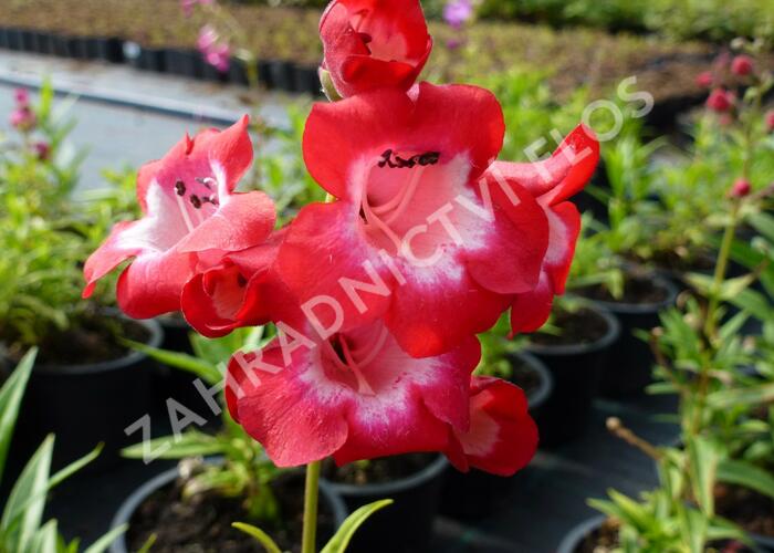 Dračík 'Picotee' - Penstemon hartwegii 'Picotee'
