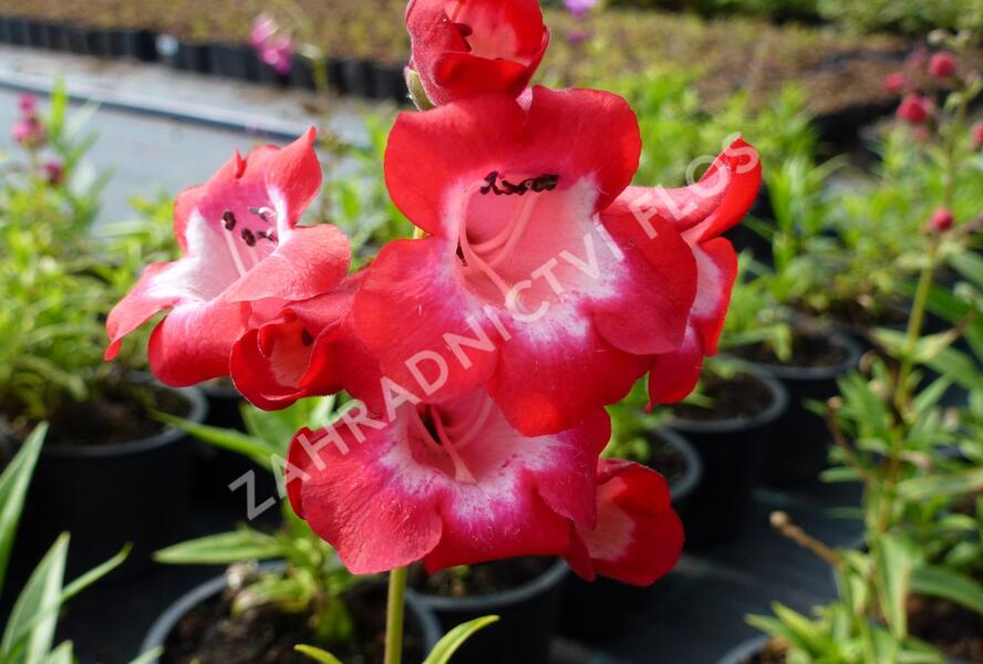 Dračík 'Picotee' - Penstemon hartwegii 'Picotee'