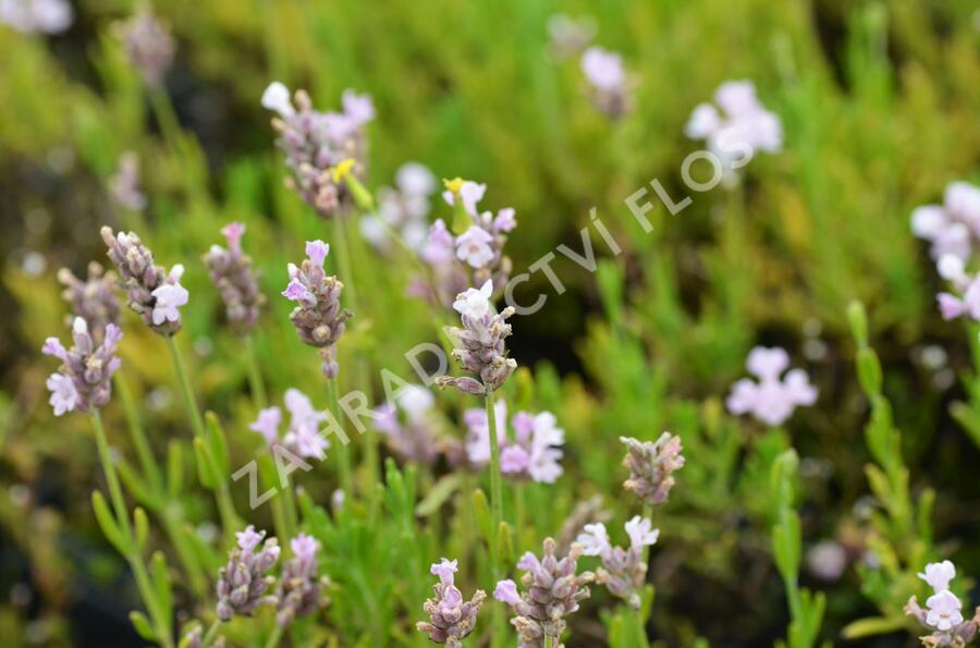 Levandule úzkolistá 'Ellagance Pink' - Lavandula angustifolia 'Ellagance Pink'