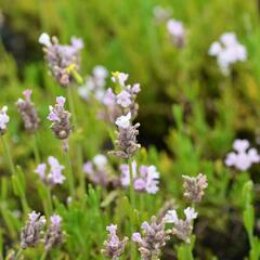 Levandule úzkolistá 'Ellagance Pink' - Lavandula angustifolia 'Ellagance Pink'