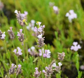 Levandule úzkolistá 'Ellagance Pink' - Lavandula angustifolia 'Ellagance Pink'