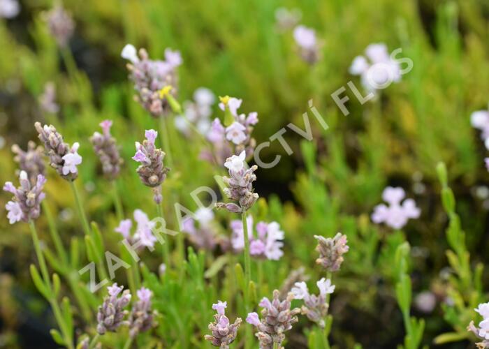 Levandule úzkolistá 'Ellagance Pink' - Lavandula angustifolia 'Ellagance Pink'
